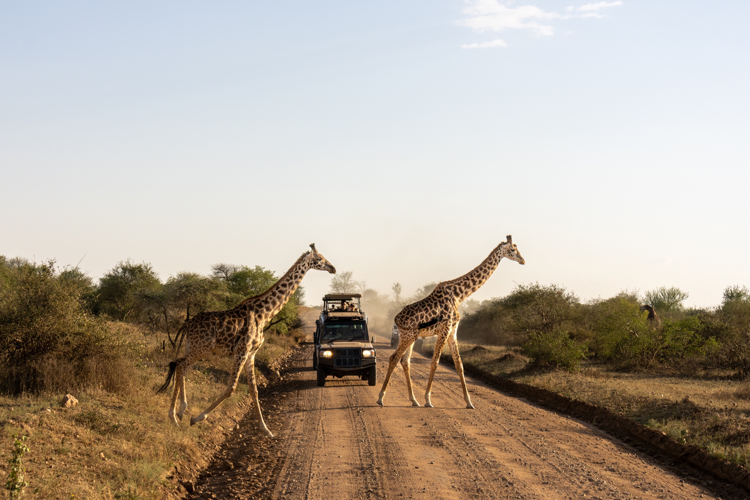 Giraffes crossing a safari track in front of a game-drive vehicle